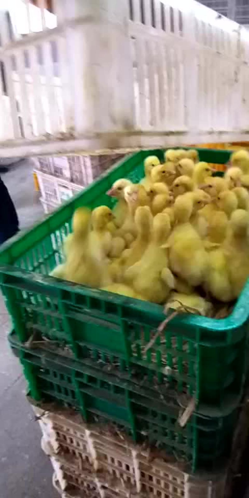 大白沙，