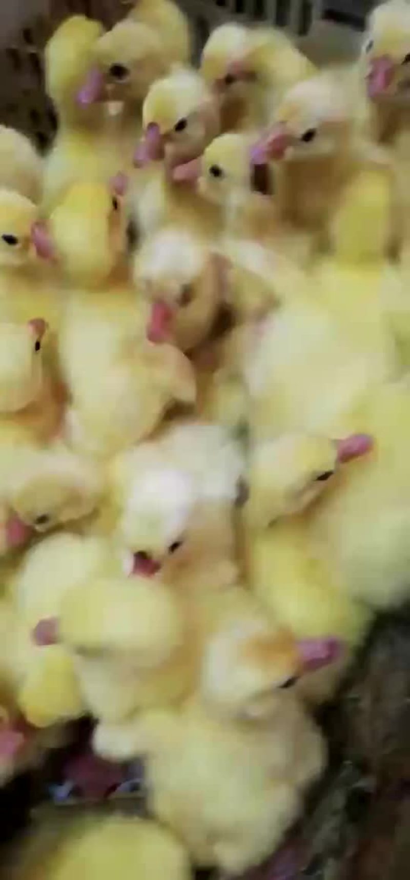 大白沙，