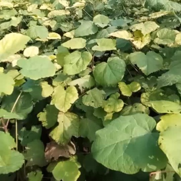梓树苗
