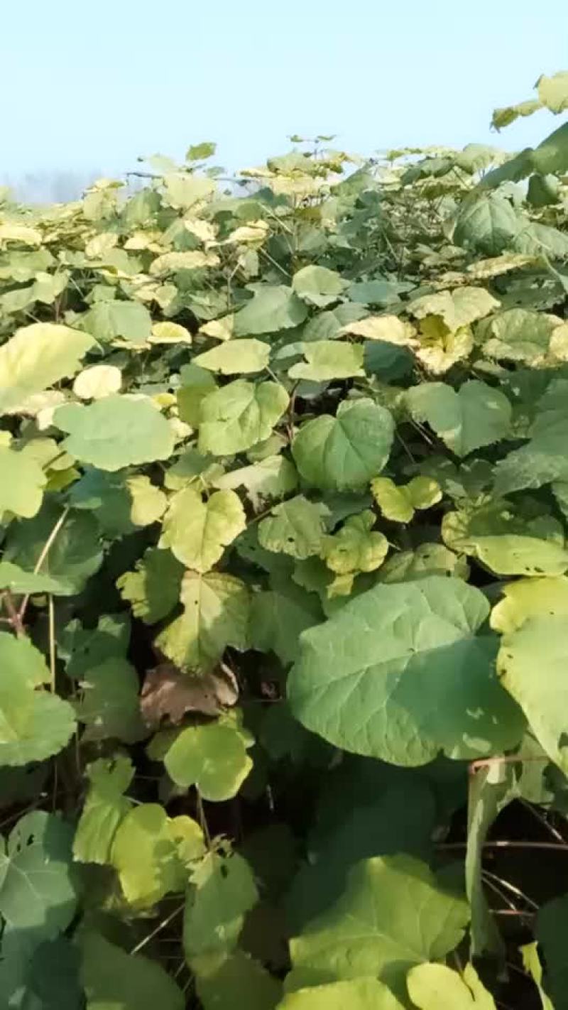 梓树苗