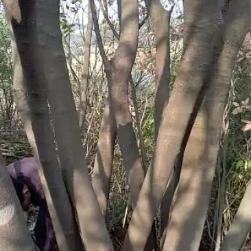 从生黄连木100+