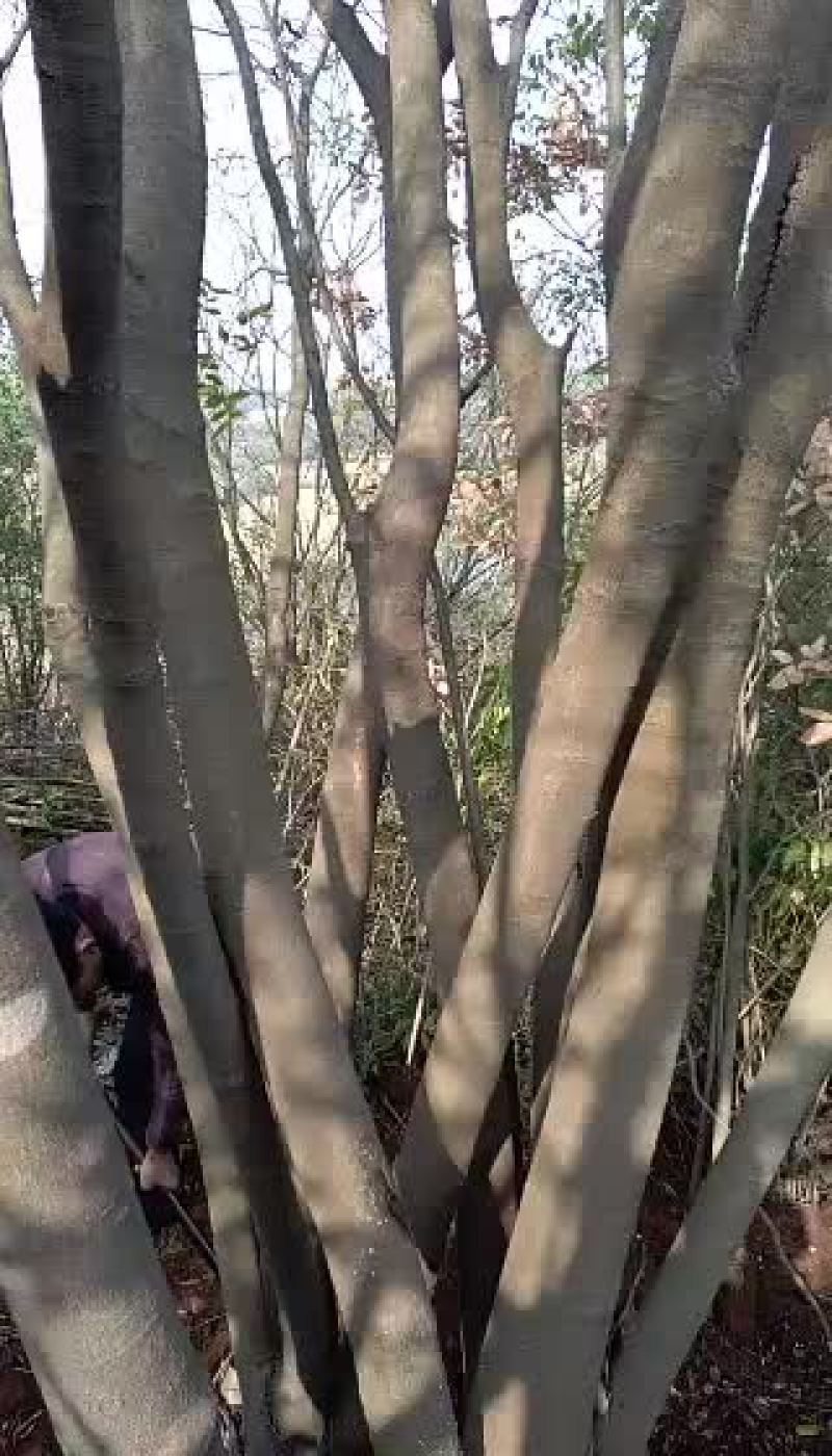 从生黄连木100+