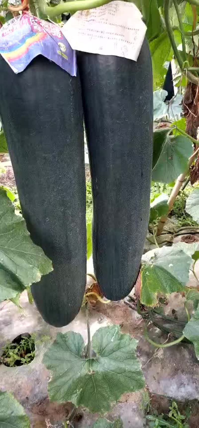 吊冬瓜