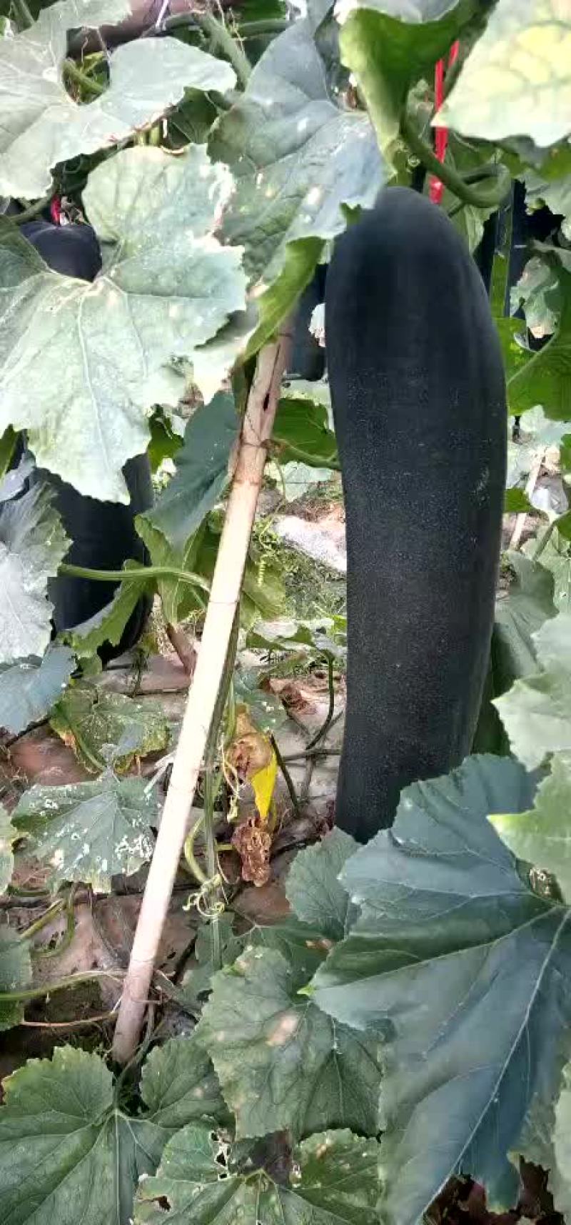 吊冬瓜