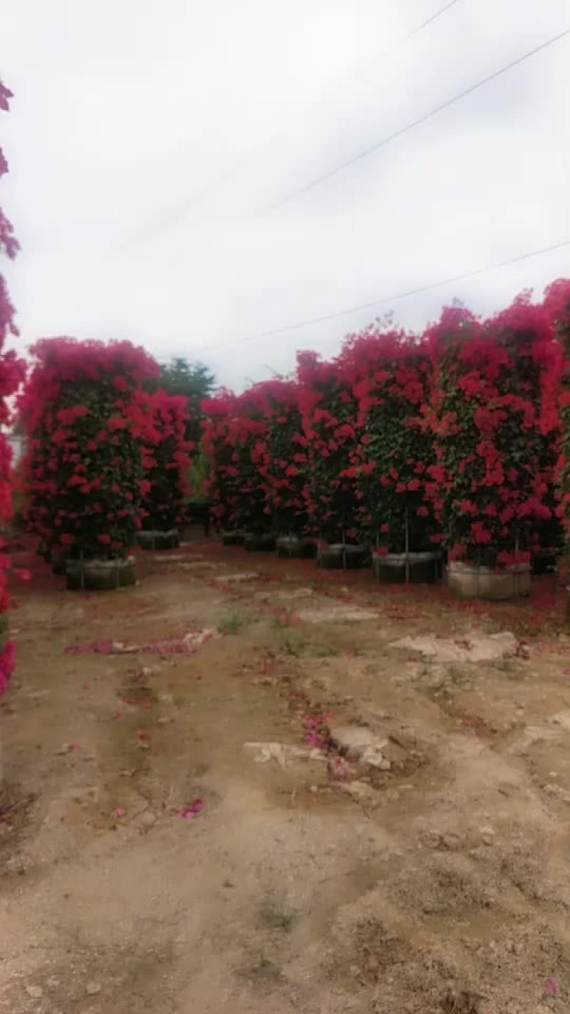 三角梅柱