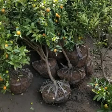 橘子树