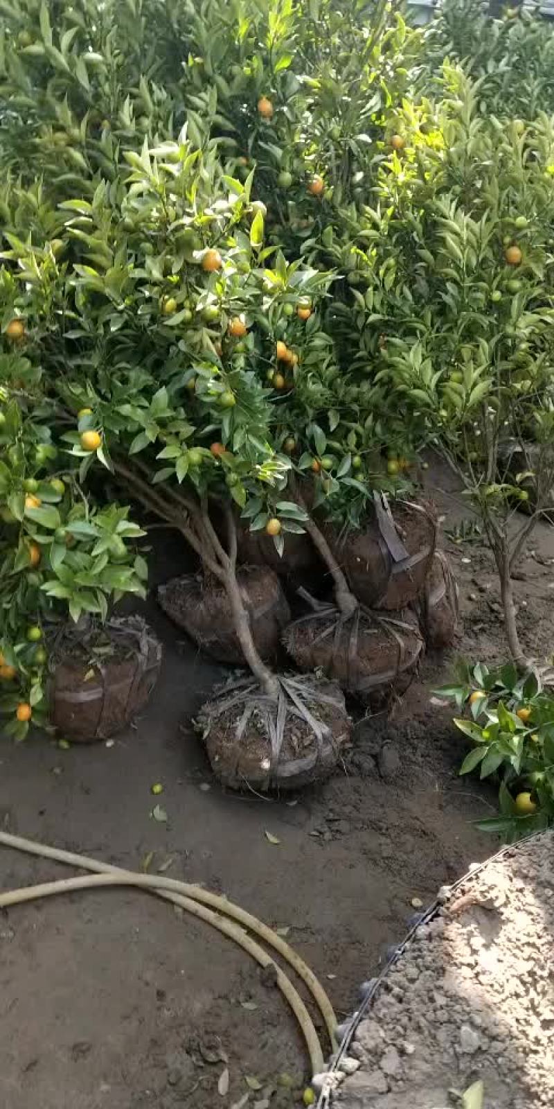 橘子树