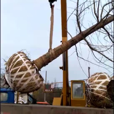 银杏树