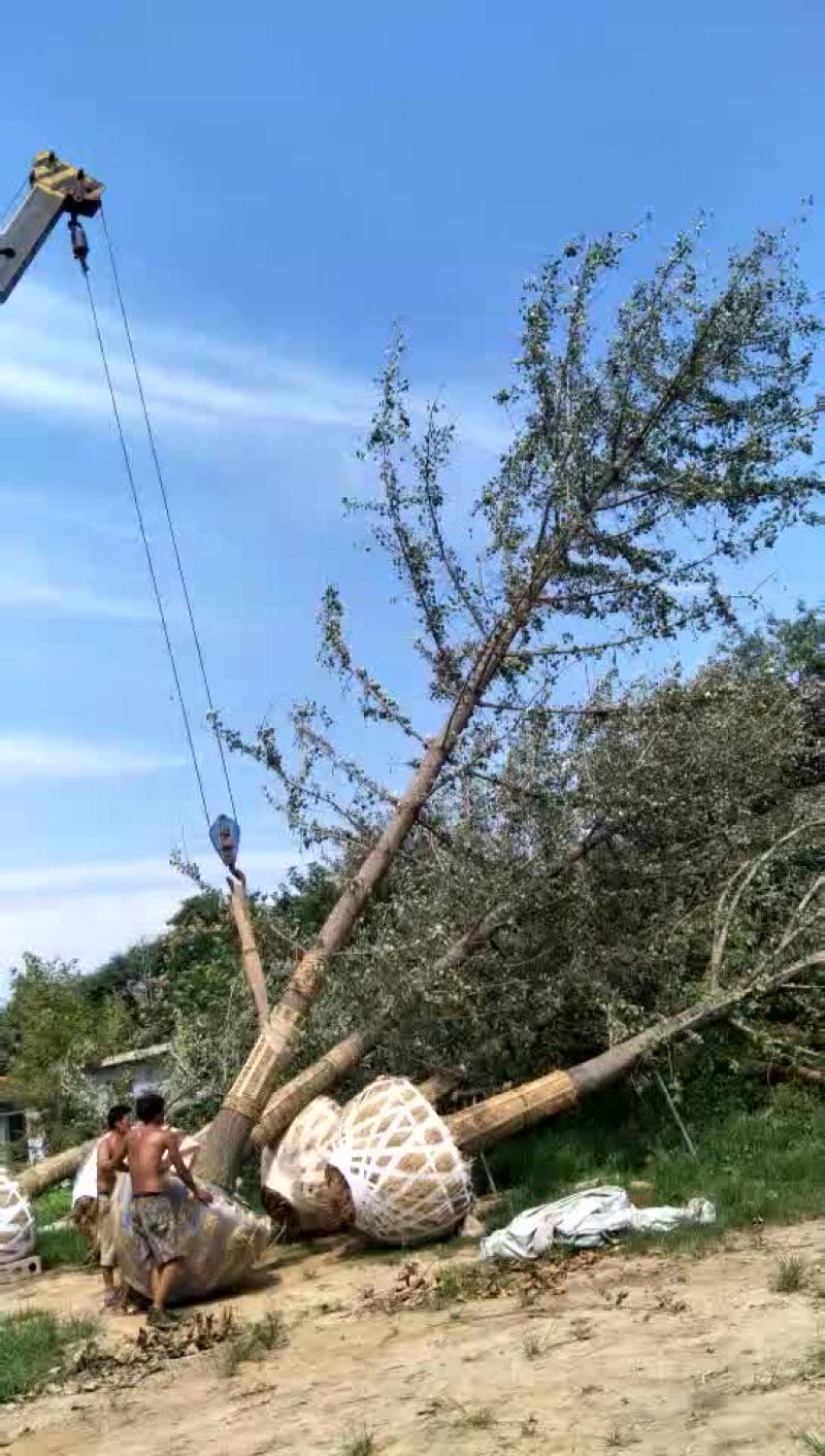 银杏树