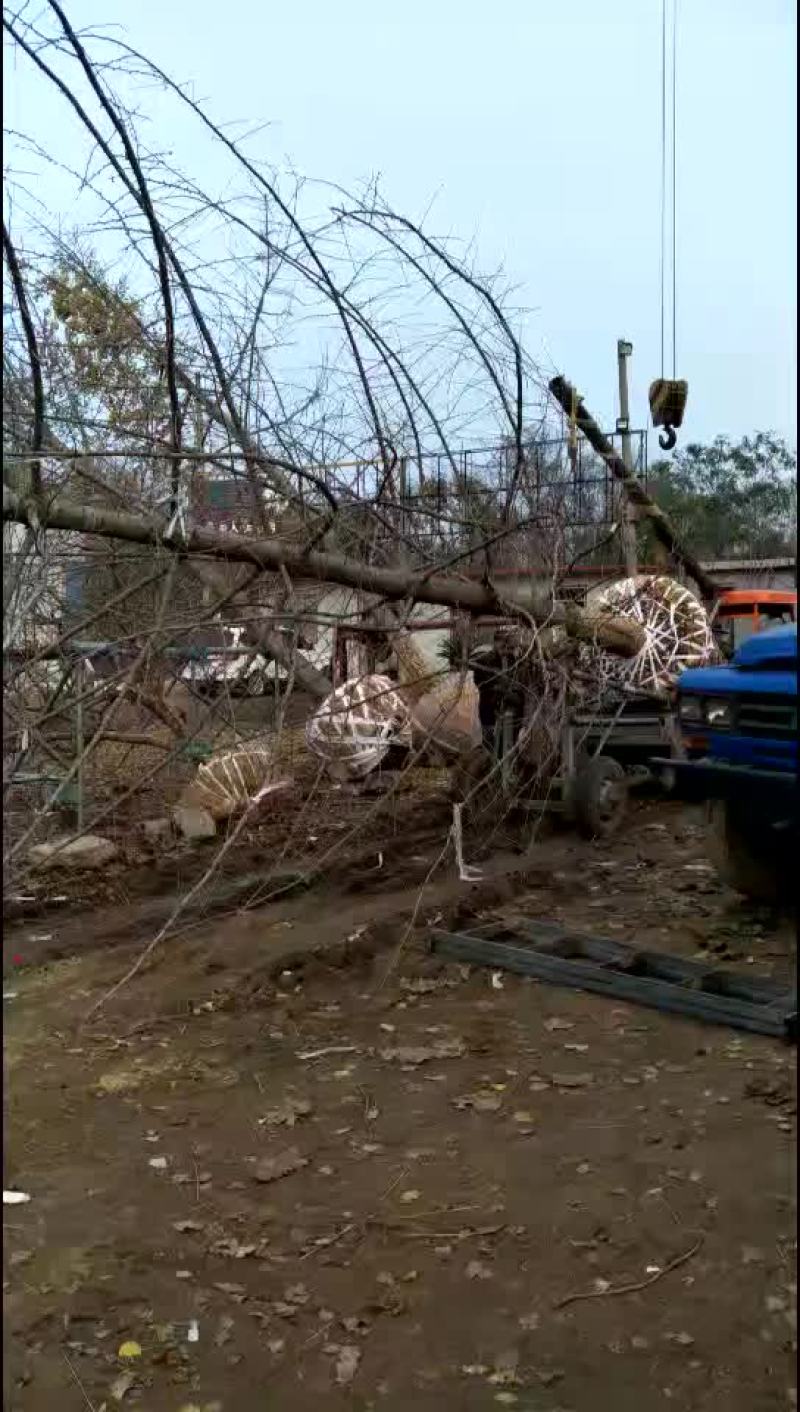 银杏树