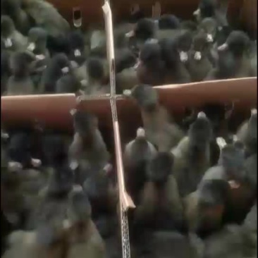 大种鸭苗