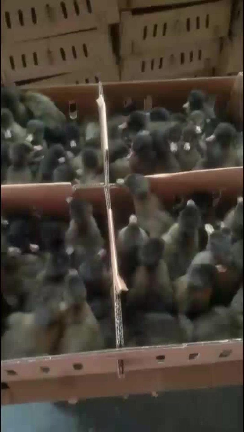 大种鸭苗