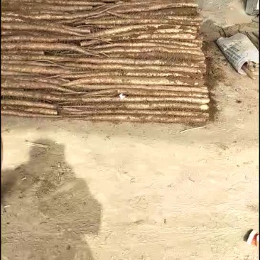 白玉山药，铁杆山药