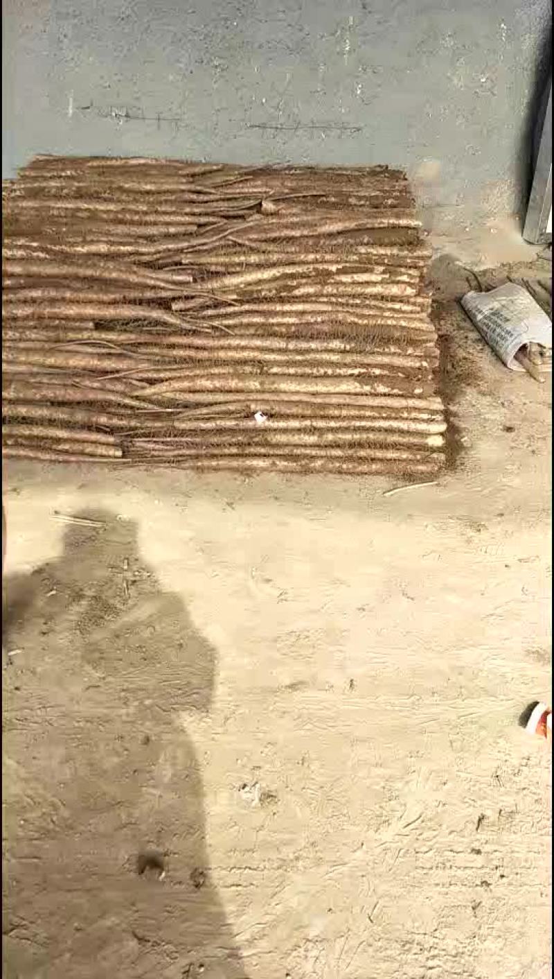 白玉山药，铁杆山药