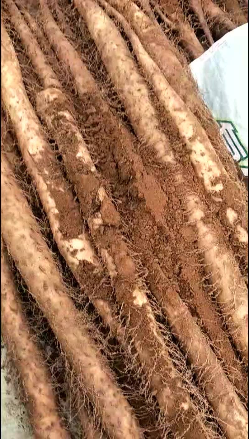 白玉山药，铁杆山药