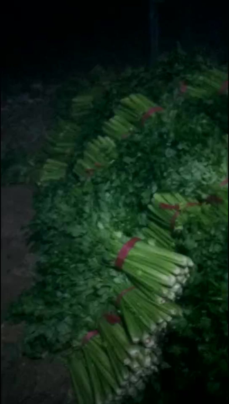 【精品】西芹货源充足诚信经营品质保障欢迎老板联系