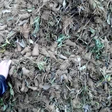 大量供应白术芽子.质量第一。价格美丽.欢迎打扰....