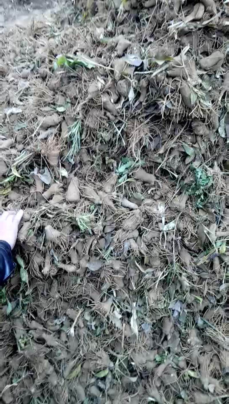 大量供应白术芽子.质量第一。价格美丽.欢迎打扰....