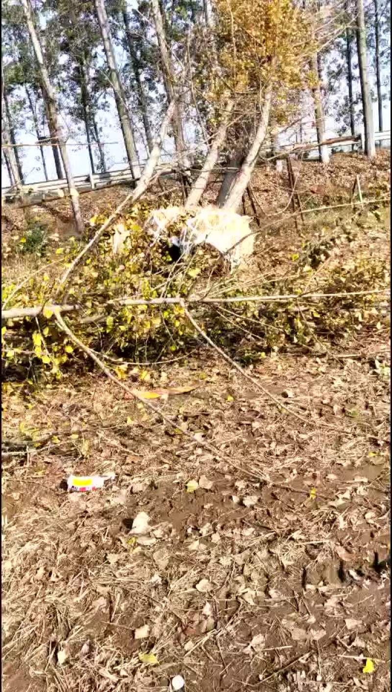 银杏树