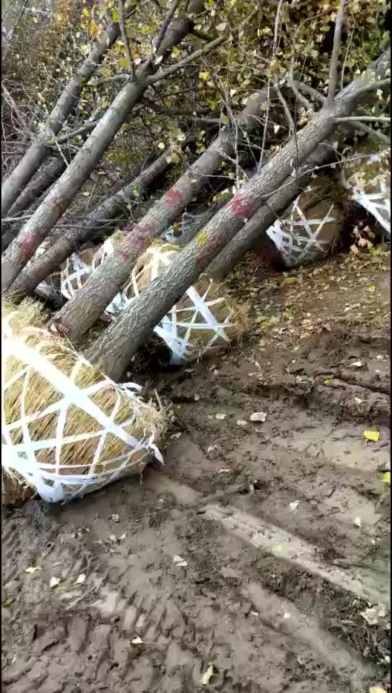 银杏树
