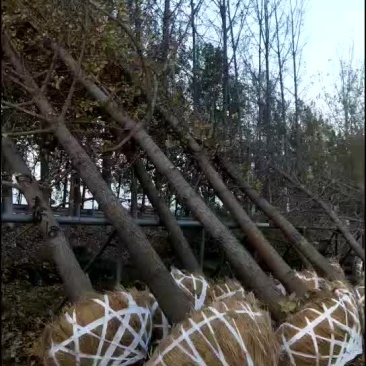 银杏树