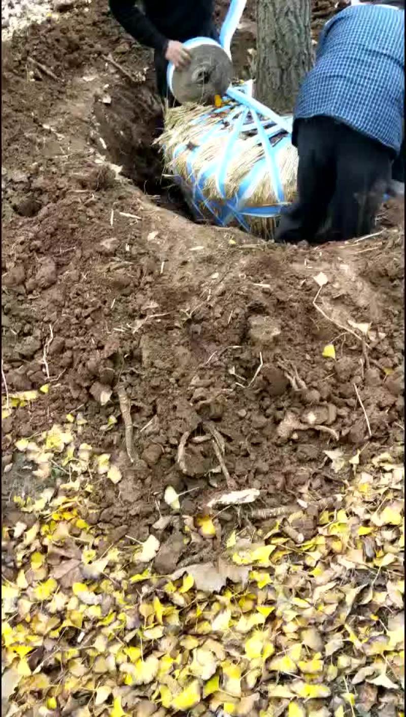 银杏树