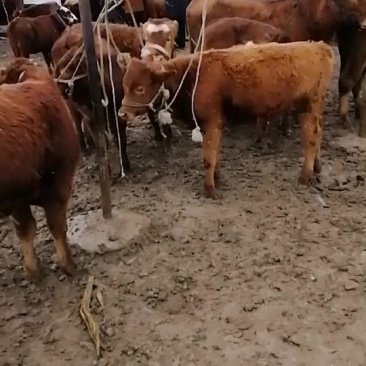 小牛