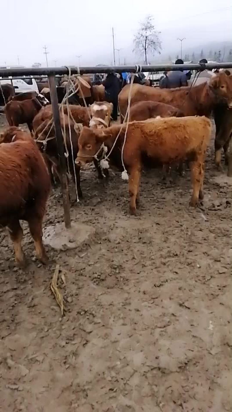 小牛