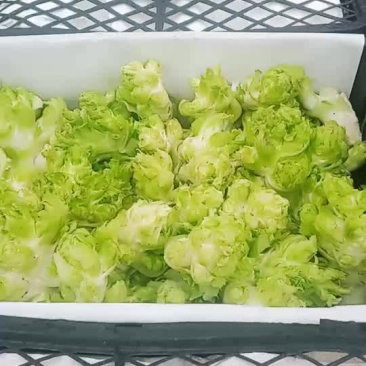 儿菜