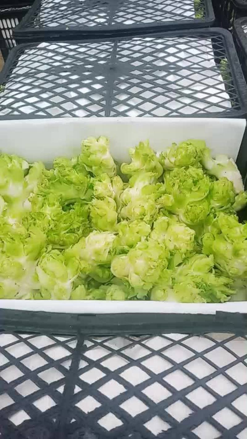 儿菜