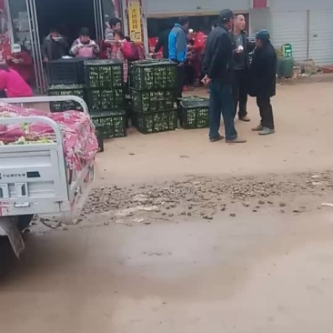 儿菜