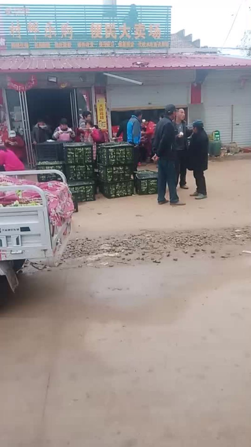 儿菜