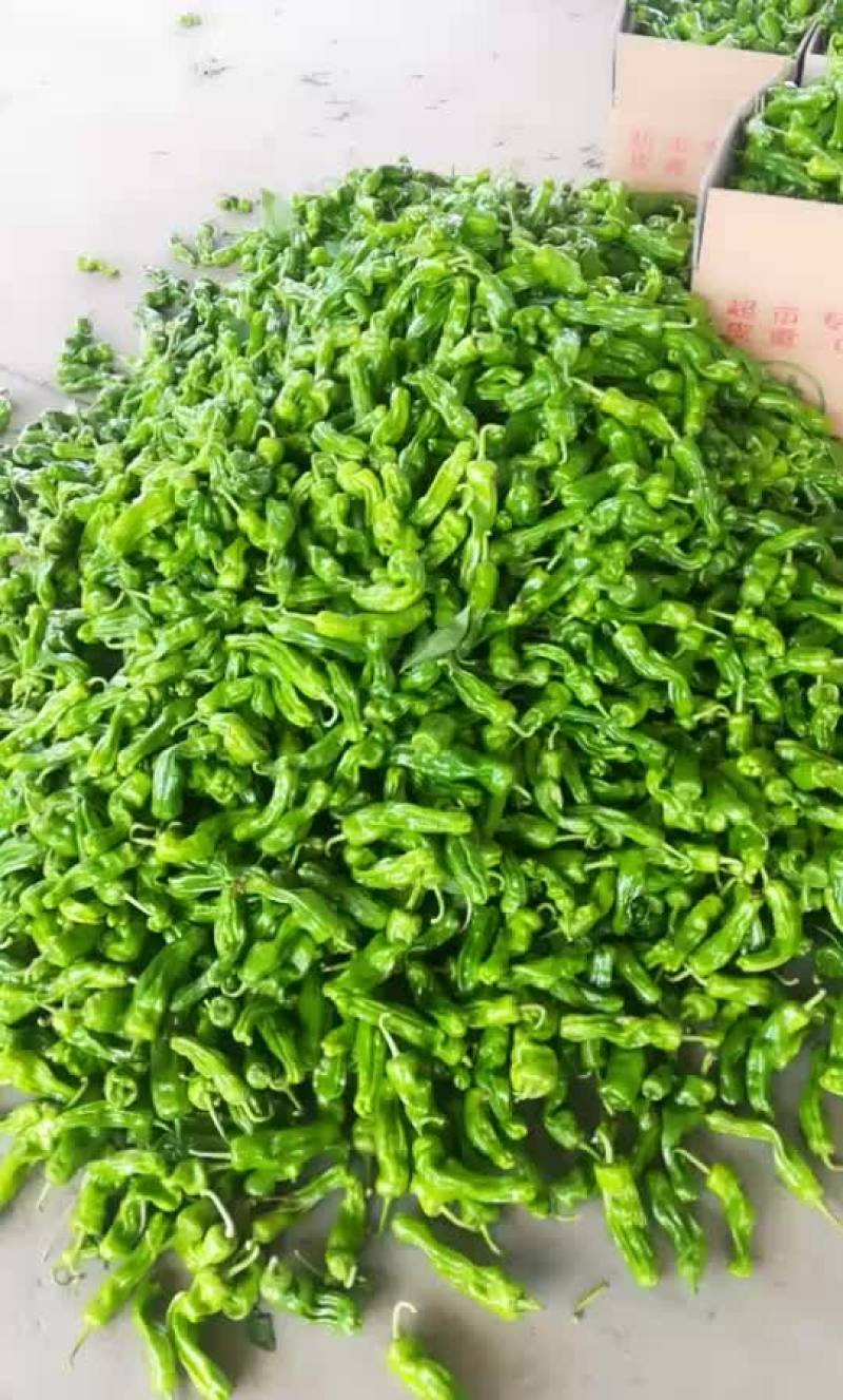 鲜辣椒