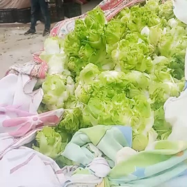 精品儿菜.青椒.菜花.白菜