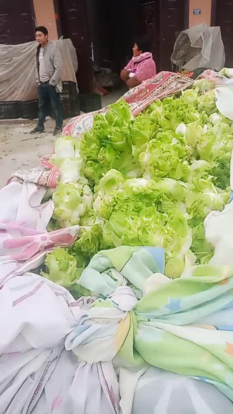 精品儿菜.青椒.菜花.白菜