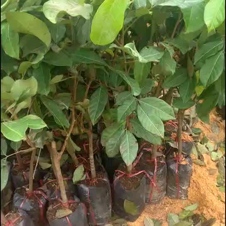 红毛丹苗泰国红毛丹