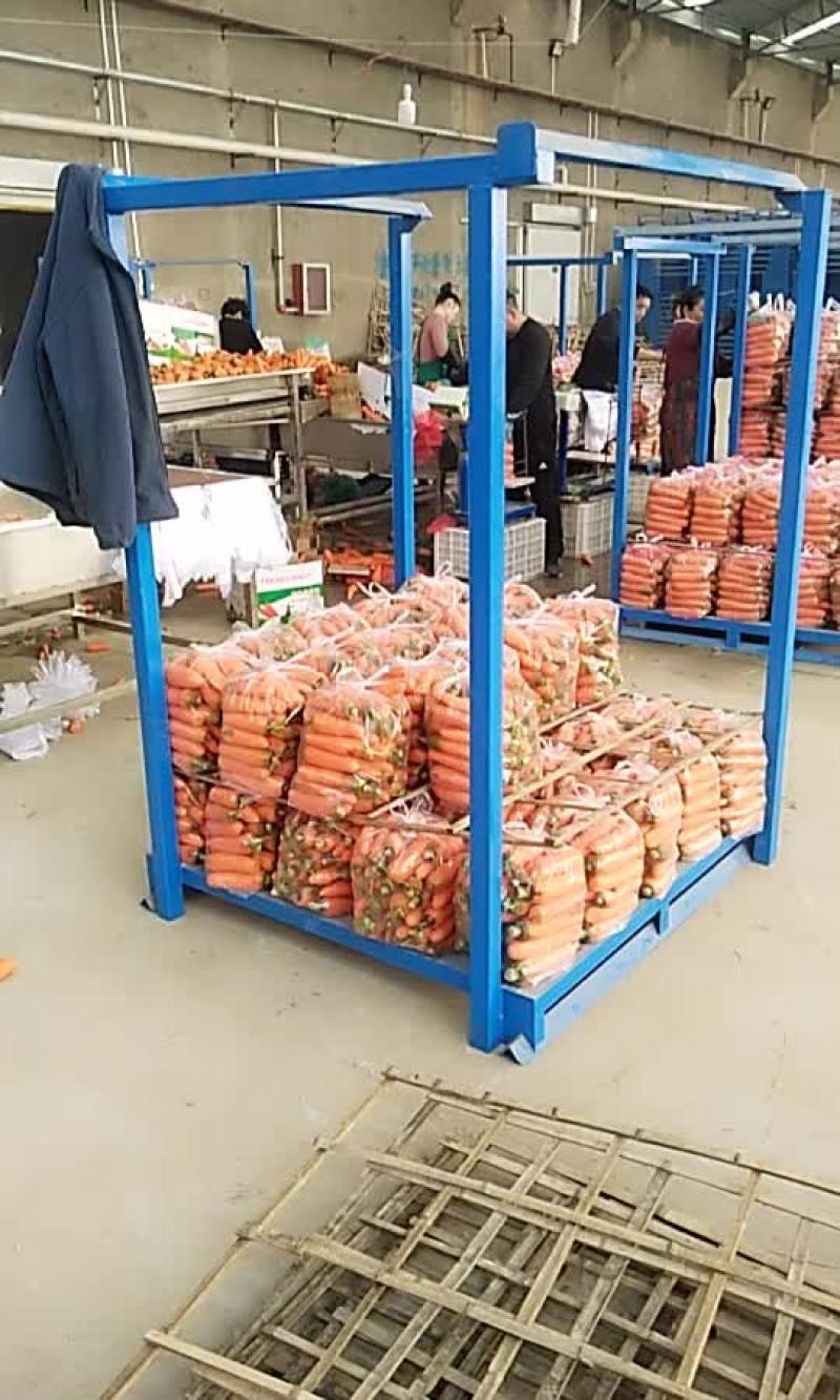 万吨冷库占地面积五十多亩，欢迎各位老板参观考察，现有萝卜