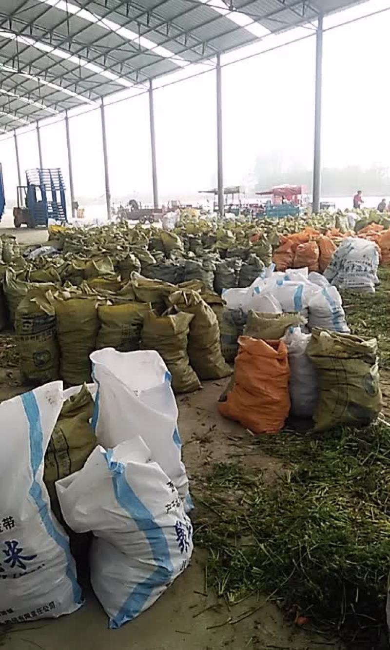 万吨冷库占地面积五十多亩，欢迎各位老板参观考察，现有萝卜