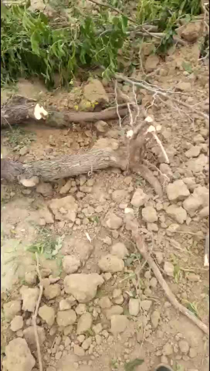 占地冬枣树，3-10公分占地冬枣树，保证成活率
