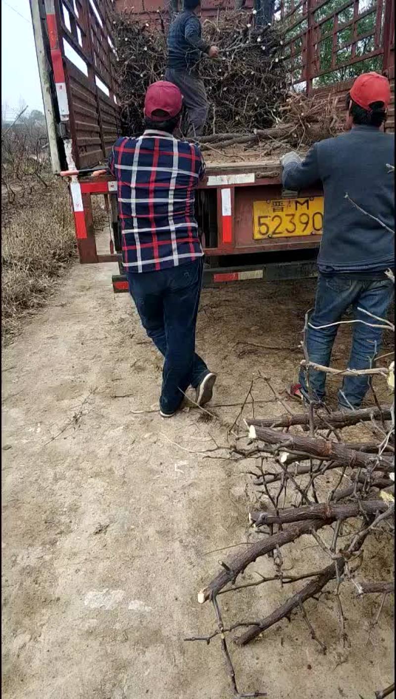 占地冬枣树，3-10公分占地冬枣树，保证成活率