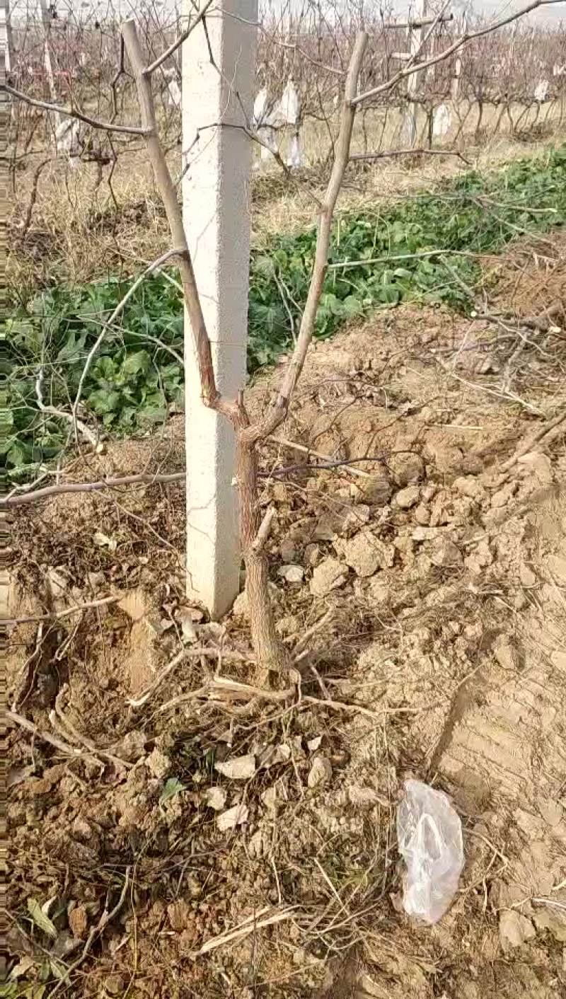 占地冬枣树，3-10公分占地冬枣树，保证成活率