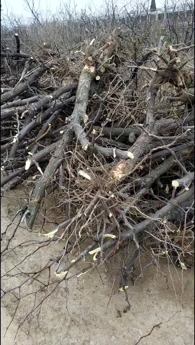 占地冬枣树，3-10公分占地冬枣树，保证成活率