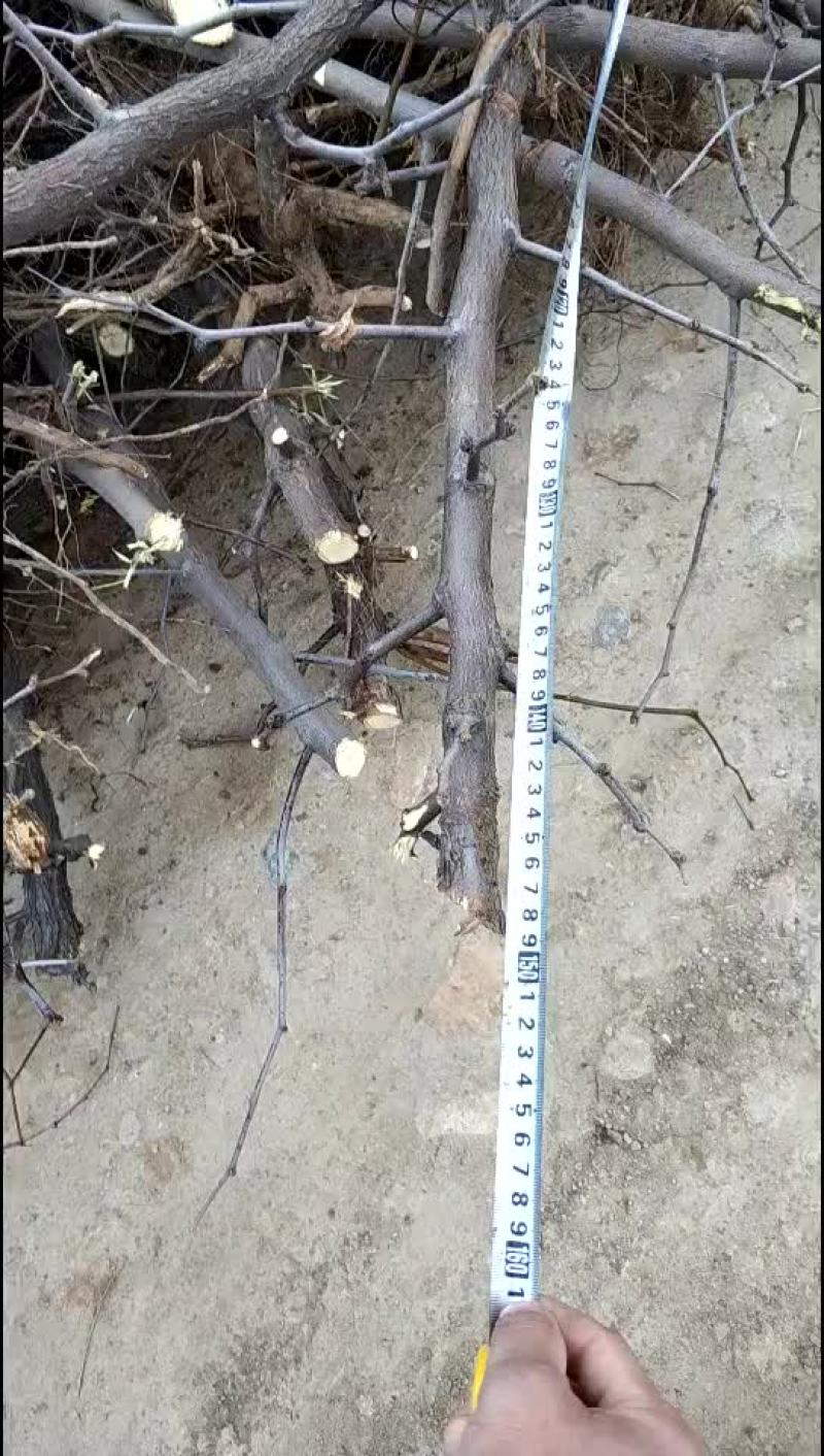 占地冬枣树，3-10公分占地冬枣树，保证成活率