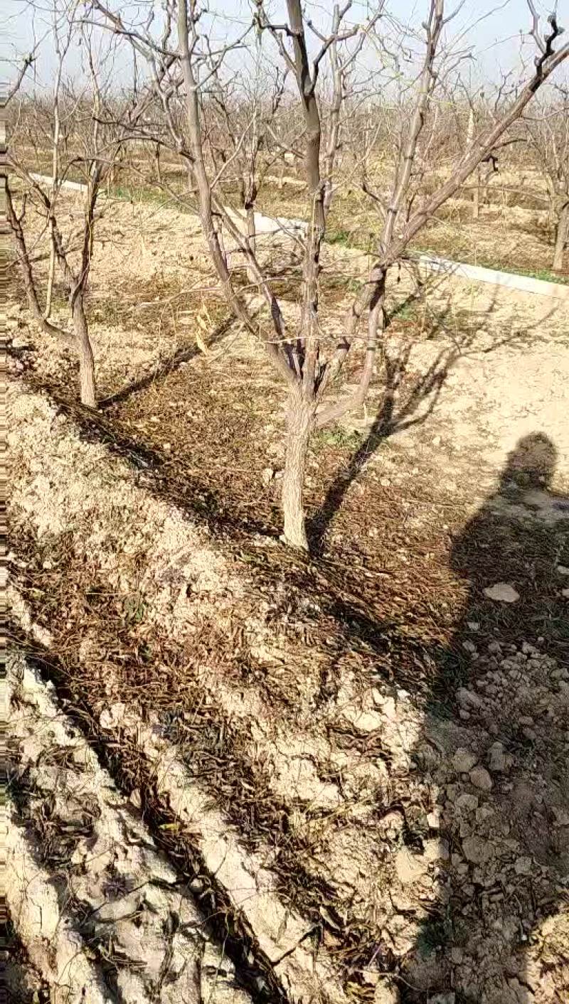 占地冬枣树，3-10公分占地冬枣树，保证成活率