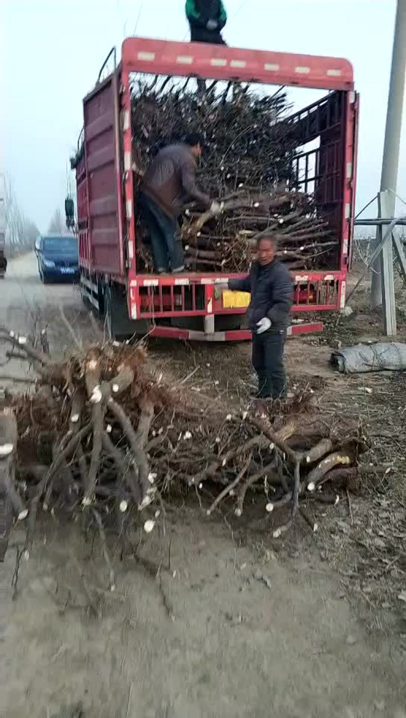 占地冬枣树，3-10公分占地冬枣树，保证成活率