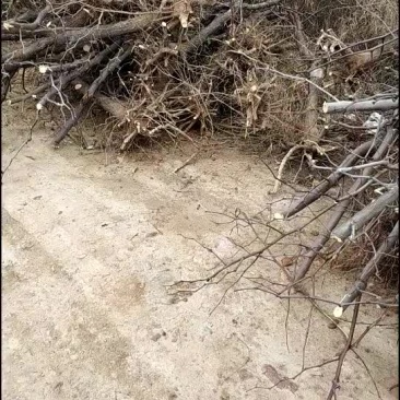 占地冬枣树，3-10公分占地冬枣树，保证成活率