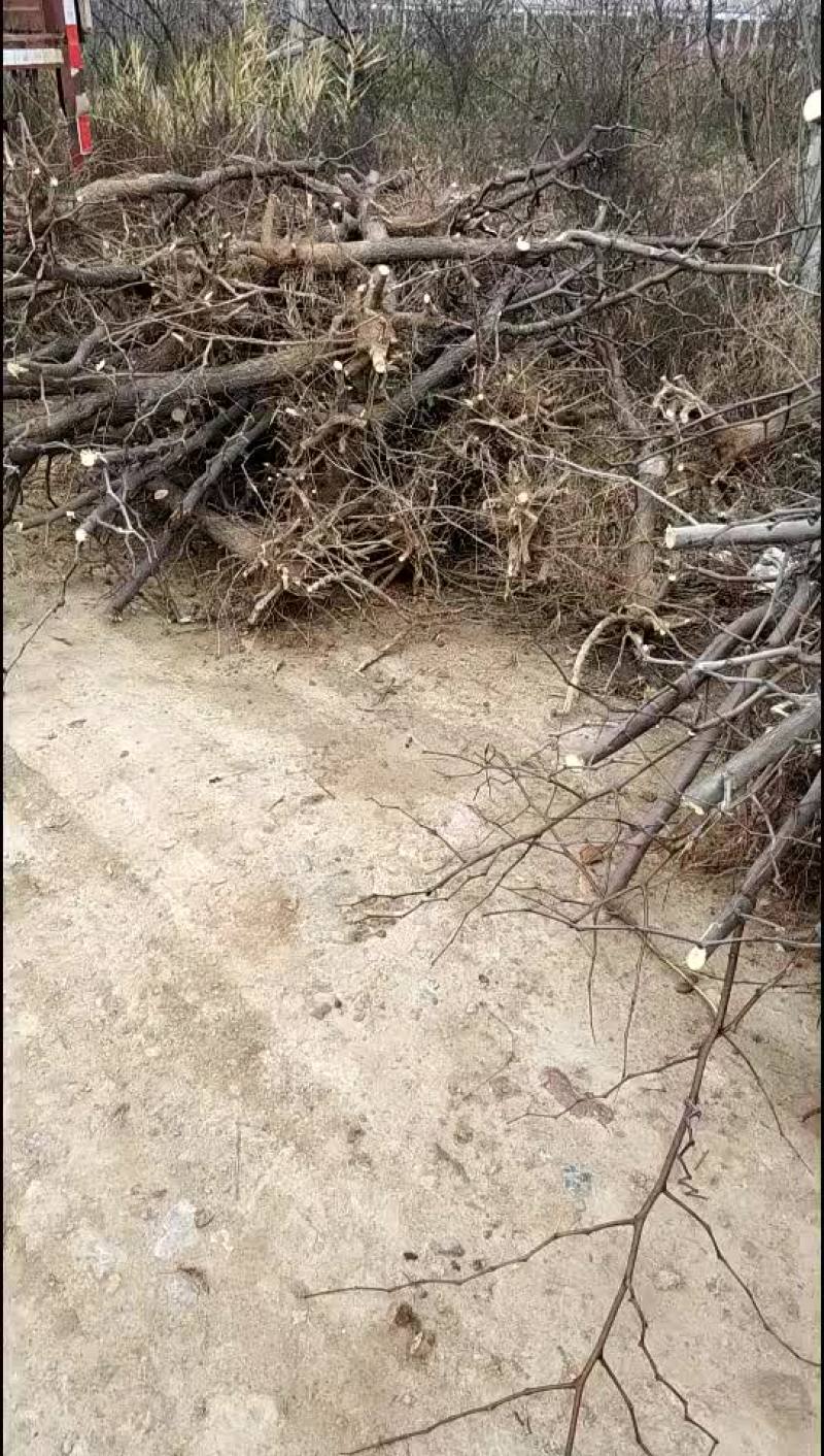 占地冬枣树，3-10公分占地冬枣树，保证成活率