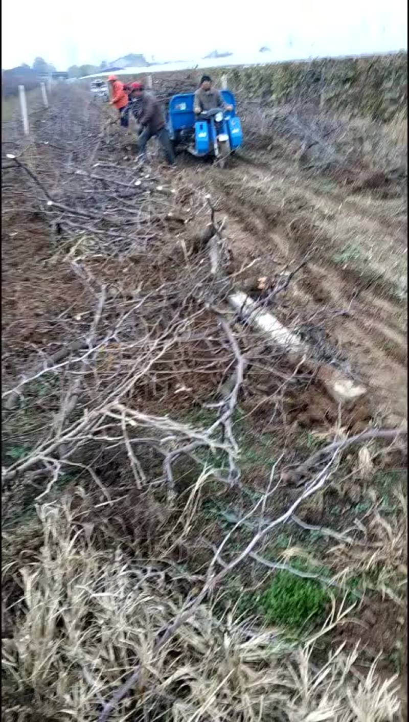 占地冬枣树，3-10公分占地冬枣树，保证成活率