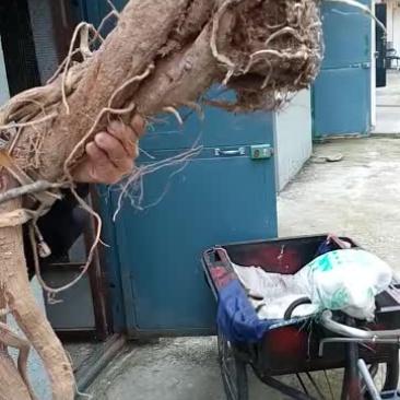 纯野生黄芪