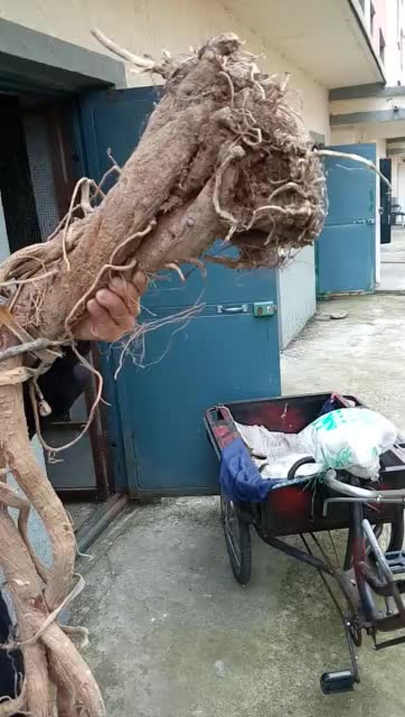 纯野生黄芪
